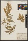 Foto von Salix alba L.